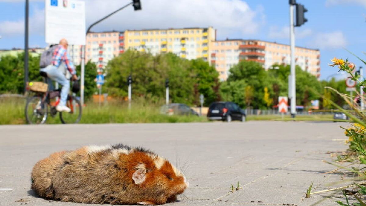 Chomik europejski zginął pod kołami roweru na al. Smorawińskiego w Lublinie
