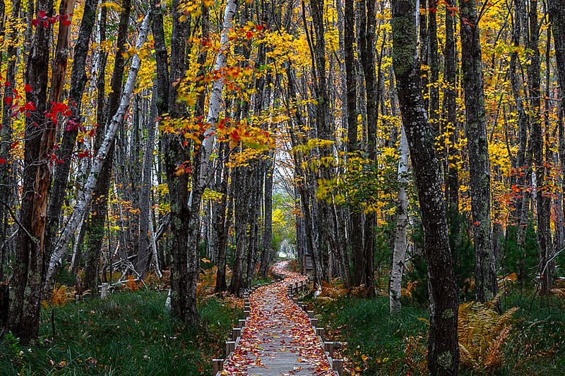 Znamy zwycięzców konkursu International Garden Photographer of the Year 2016 13
