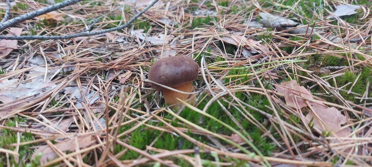 Pawłów oblepiony grzybami!