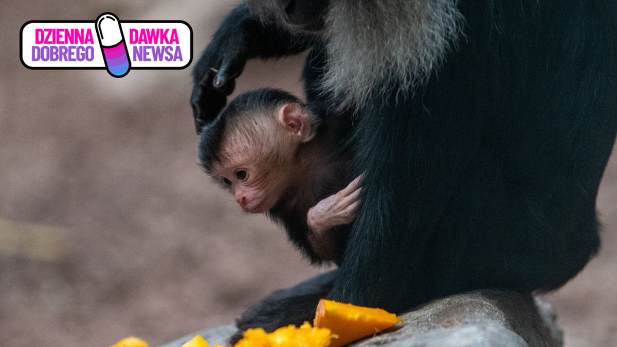 Para makaków została ponownie rodzicami