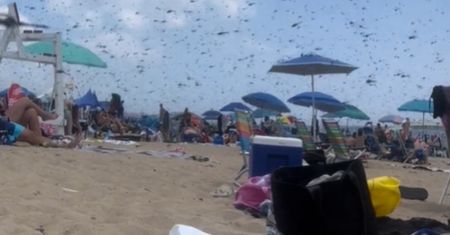 "Biblijna plaga" w USA. Ludzie uciekali z plaży