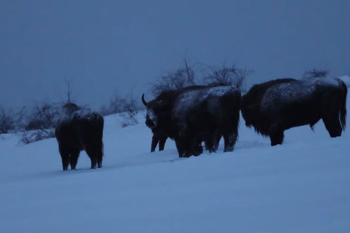 Nagrali je w zimowej scenerii. Żubry w Bieszczadach