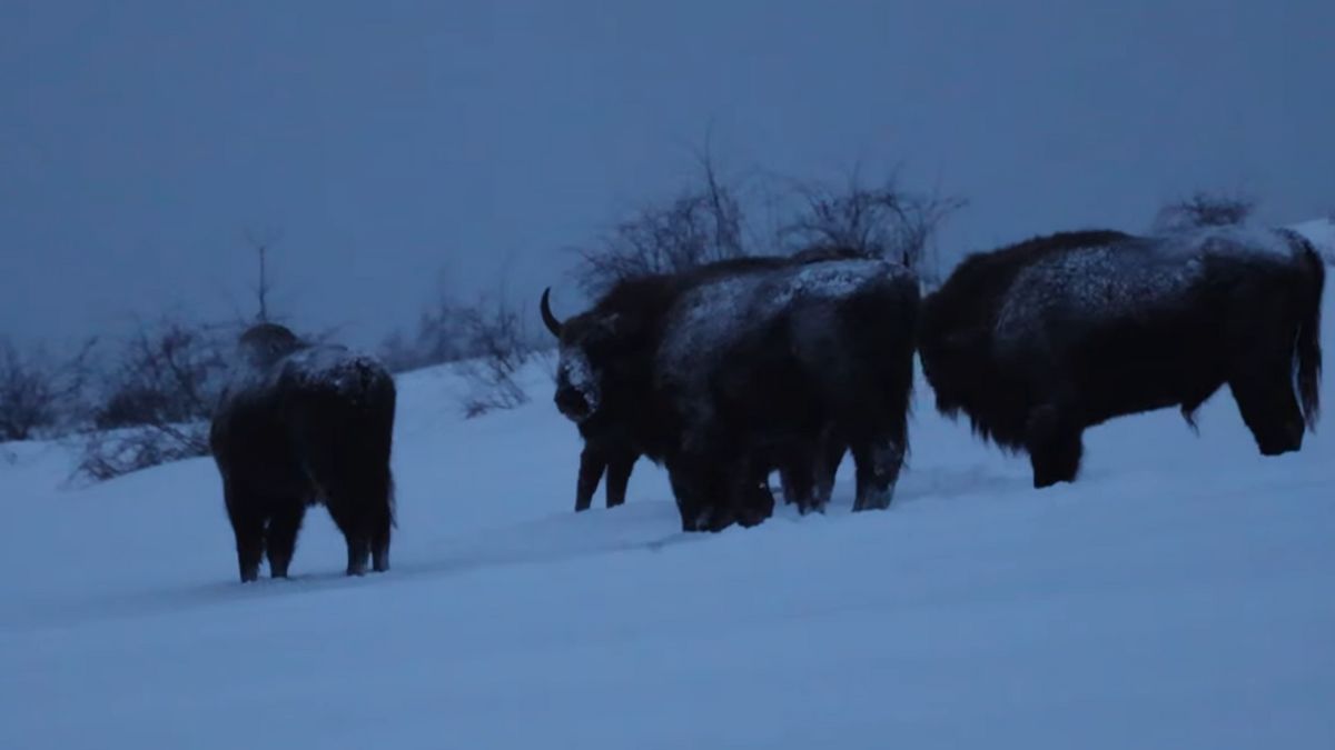 Żubry w Bieszczadach.