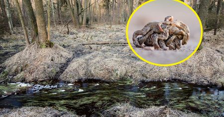 Właśnie się zaczęło. Nadleśnictwo pokazało zdjęcie