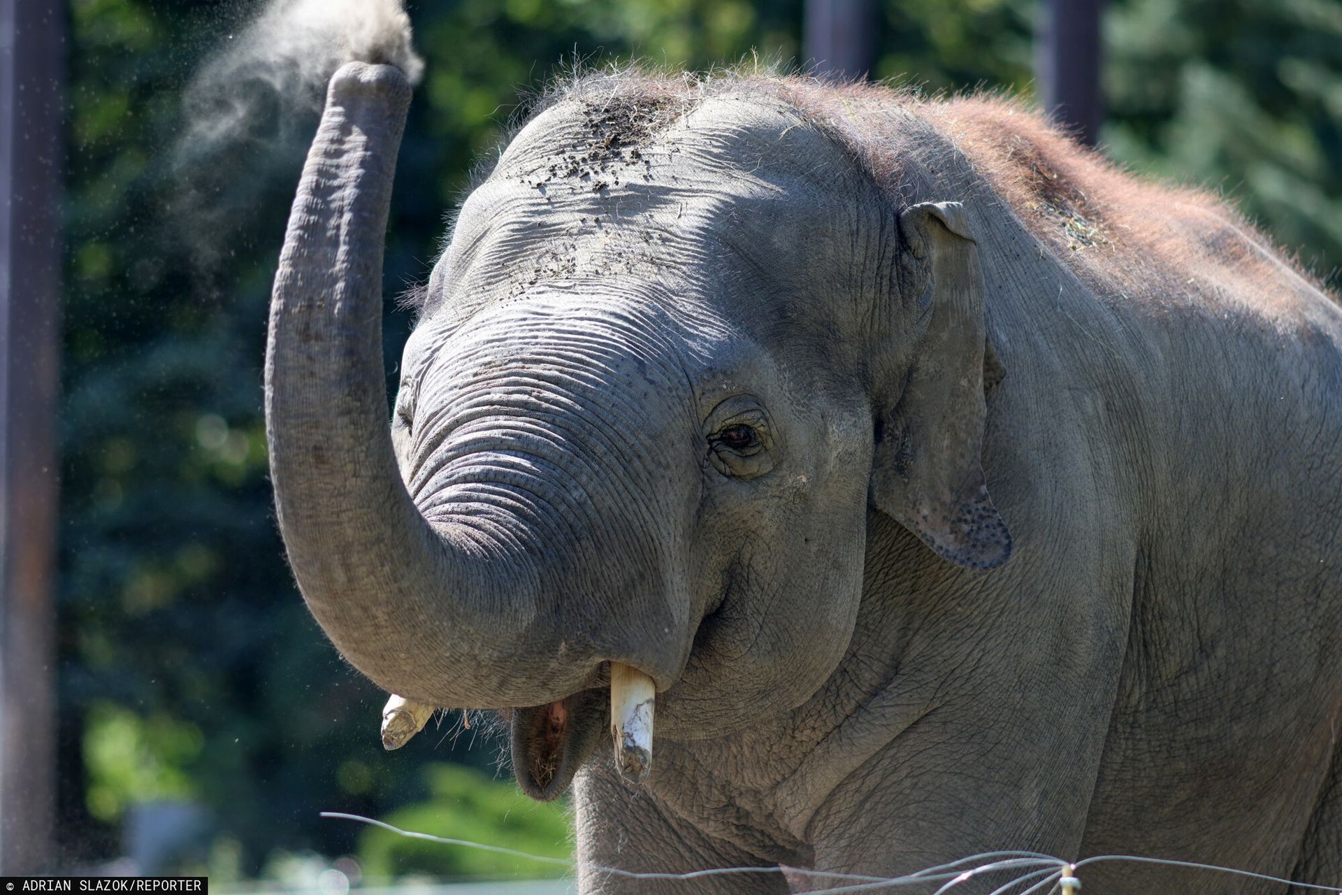 wiadomości,aktualności,WP Wiadomości Rosyjscy turyści zaatakowani przez słonia. Jest nagranie