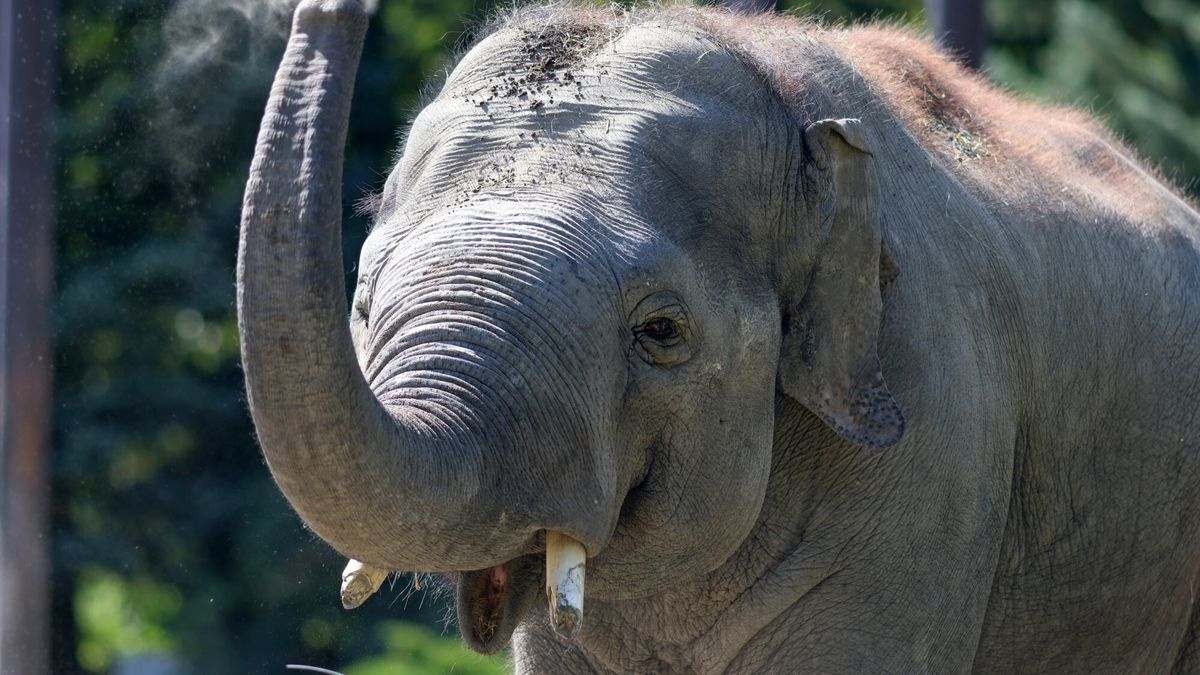 Atak słonia na Sri Lance.