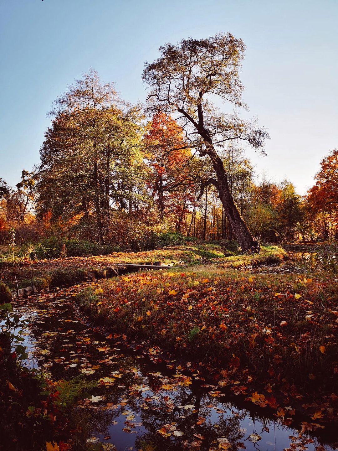 Piękno polskiej jesieni na zdjęciach naszych czytelników. W tym roku jest wyjątkowa! 9