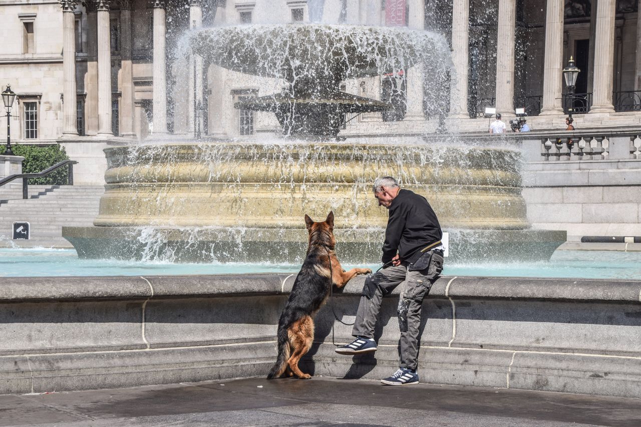 Właściciele zwierząt przerażeni. Iran o krok od zakazu posiadania czworonogów