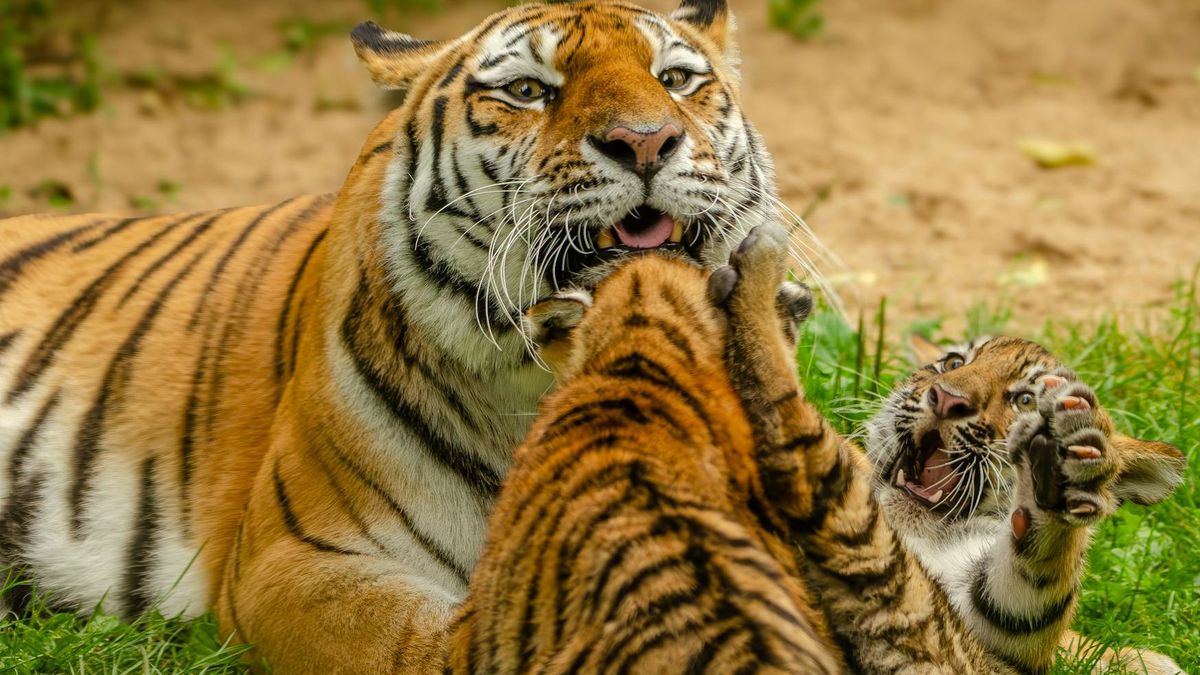 Niemieckie zoo uśpiło trzy młode tygrysy [zdj. ilustracyjne] 