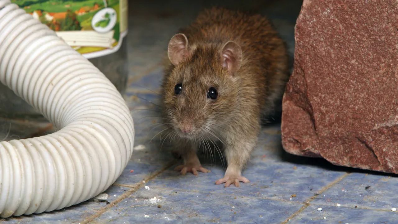 Nienawidzą tego zapachu. Nawet nie zbliżą się do domu