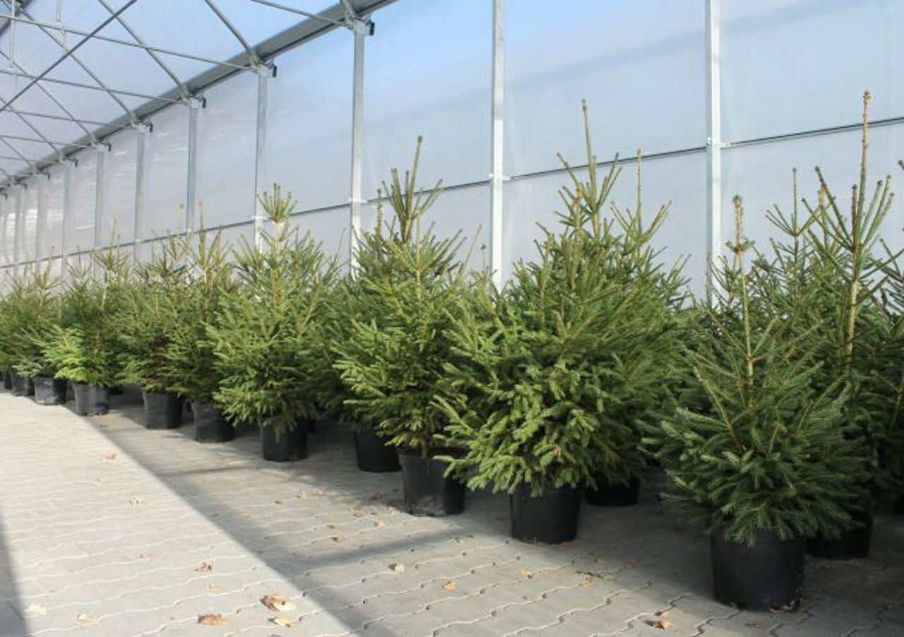 Rozdają choinki za darmo. Jest jeden warunek