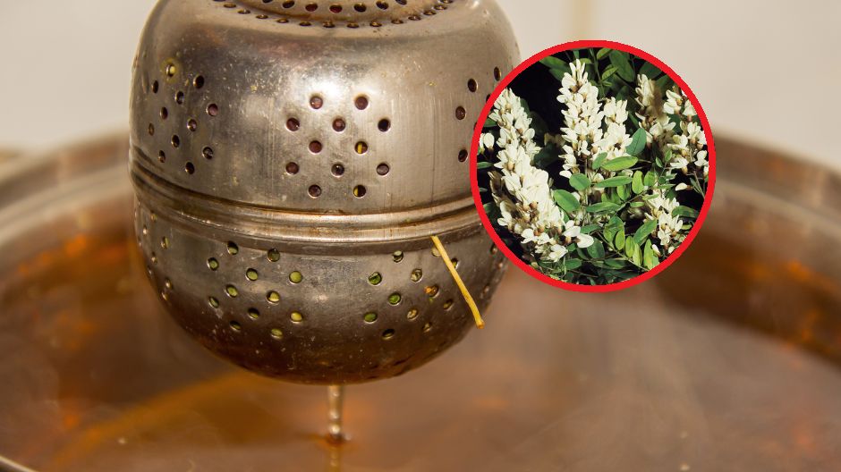 Herbatka z robinii akacjowej łagodzi nerwy i zmniejsza ból głowy, a także usprawnia krążenie