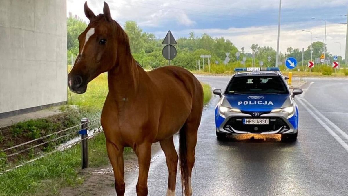 Spłoszony koń biegał po drodze S7. Na pomoc ruszyli policjanci