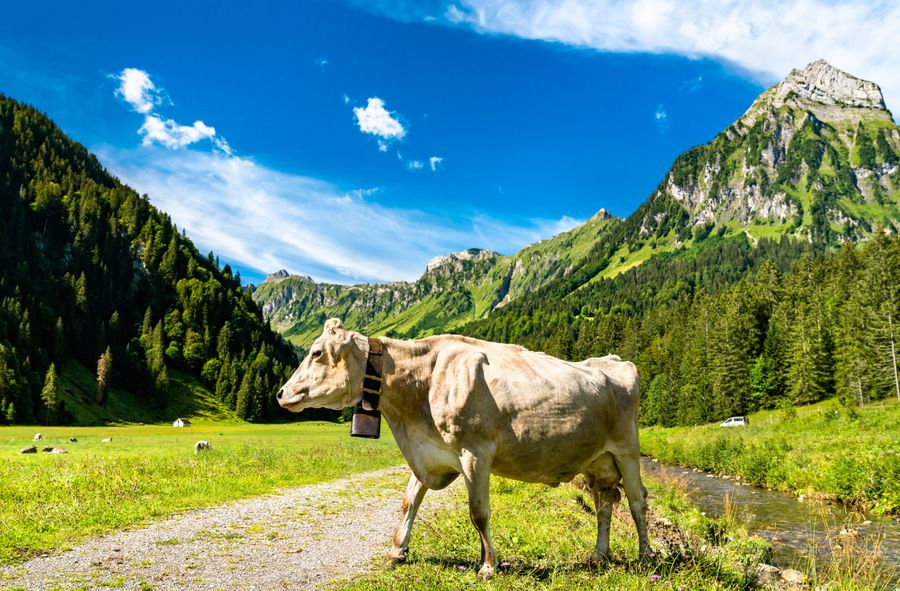 W Szwajcarii można wziąć krowę w leasing