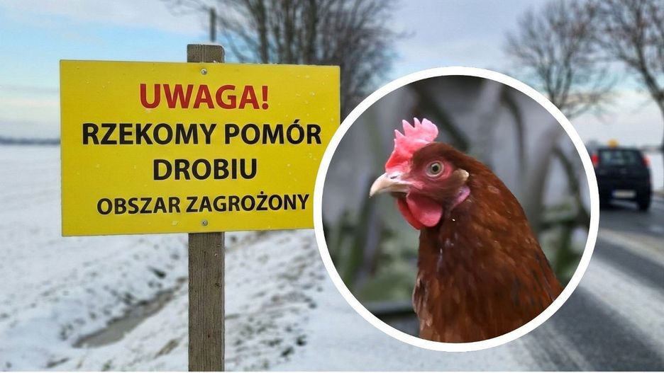 Rzekomy pomór drobiu to groźna choroba zakaźna, która dziesiątkuje ptactwo w całej Polsce. Jest zwalczana z urzędu i wdrażane są związane z tym odpowiednie procedury. O zagrożeniu informują m.in. ustawione przy drogach tablice