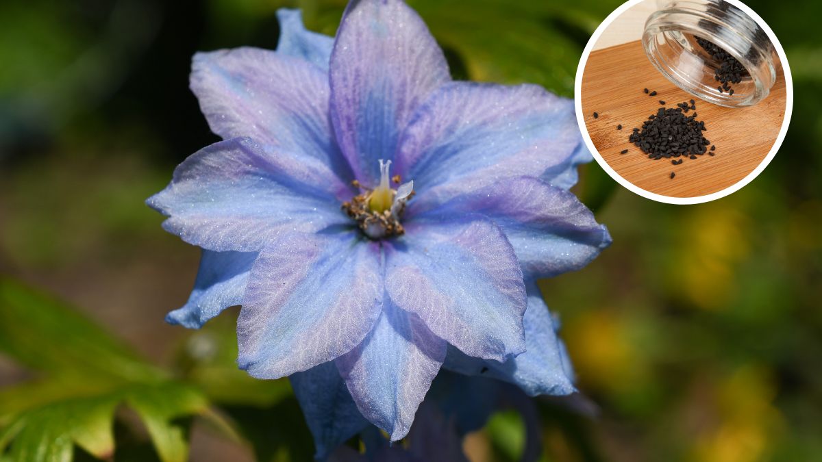 Czarnuszka i jej właściwości.