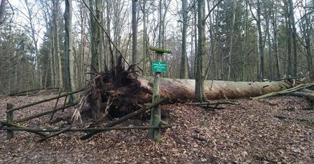 "Królewska Sosna" przewrócona przez wiatr. Miała 320 lat