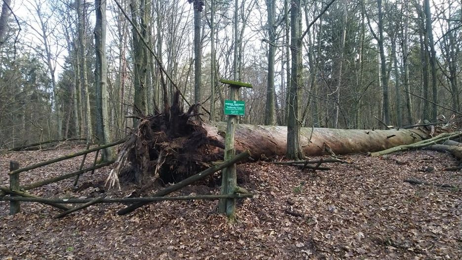Wiatr przewrócił 320-letnią sosnę