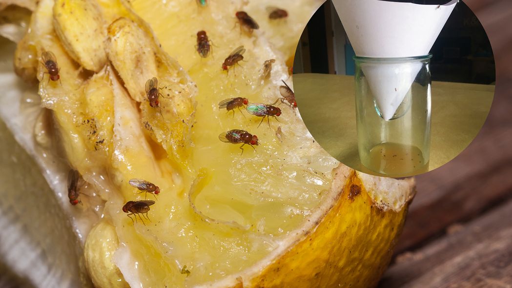 Muszki owocówki żywią się drożdżami z fermentujących soków owoców i warzyw. 