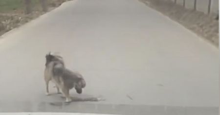 Wzruszające wideo. Pies nie chciał opuścić przyjaciela