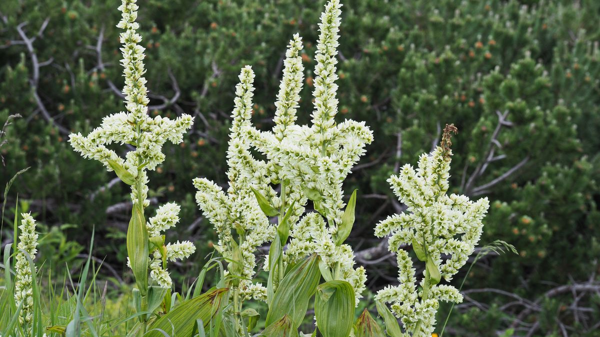 Kontakt z ciemiężycą białą może doprowadzić do śmierci.
