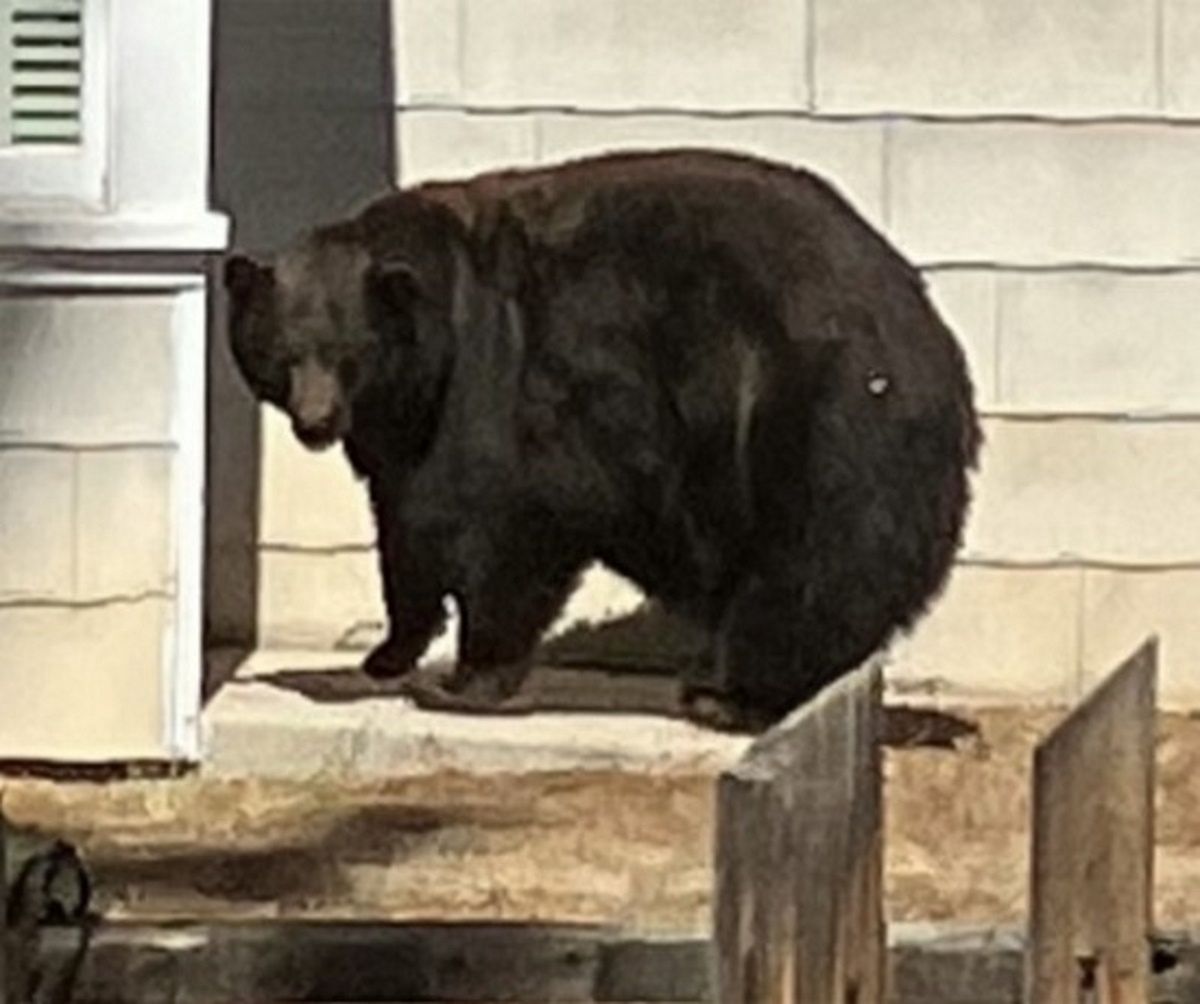 Niedźwiedzica przyłapana na gorącym uczynku