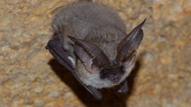 Zagrożenie wścieklizną w Poznaniu. Przyrodnicy: niepotrzebne sianie paniki