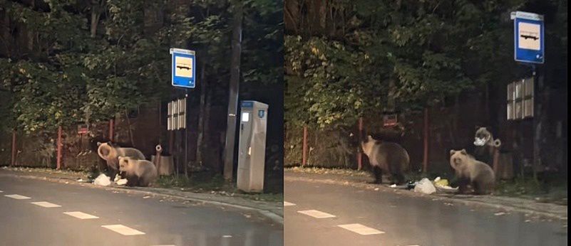 Niedźwiedzie podchodzą w pobliże domów. TPN: to już nie są incydenty