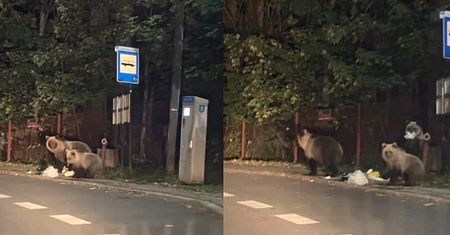 Niedźwiedzie coraz bliżej domów. TPN: Jeśli znajdą jedzenie, będą wracać