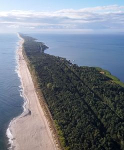 Chcą wyciąć ponad 600 drzew na Helu. Mieszkańcy protestują