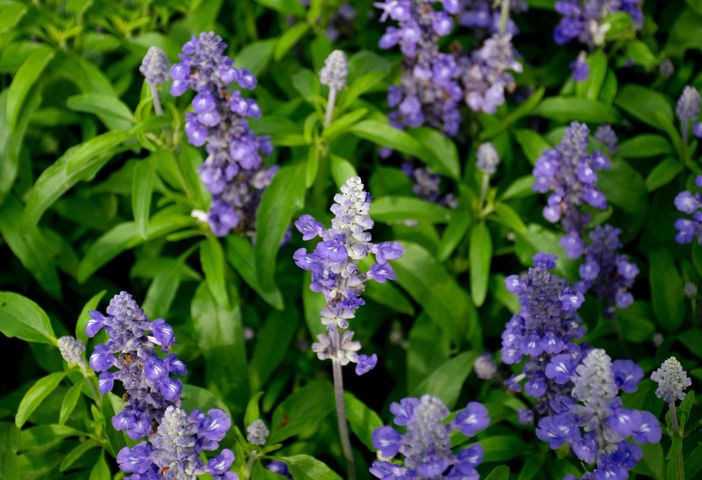 Tarczyca bajkalska ma kwiaty o ciemnoszafirowej bądź niebiesko-fioletowej barwie