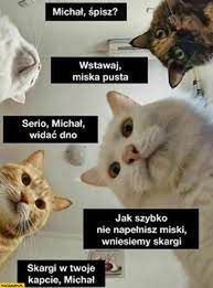 Memy z okazji Dnia Kota