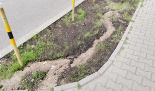 Katowice. Miasto szuka sprawcy dewastacji, oferuje nagrodę