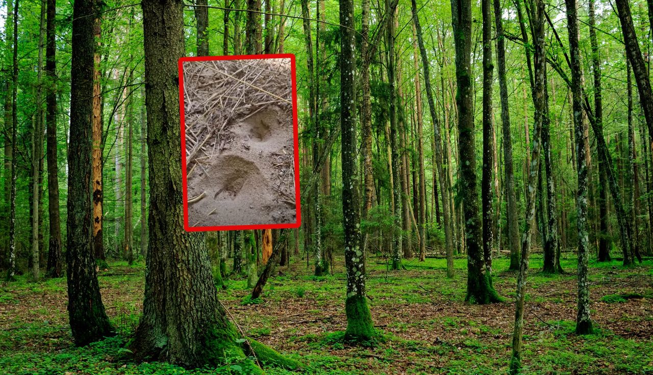 "To jego pułapka". Czyha na dnie. Leśnicy wszystko nagrali