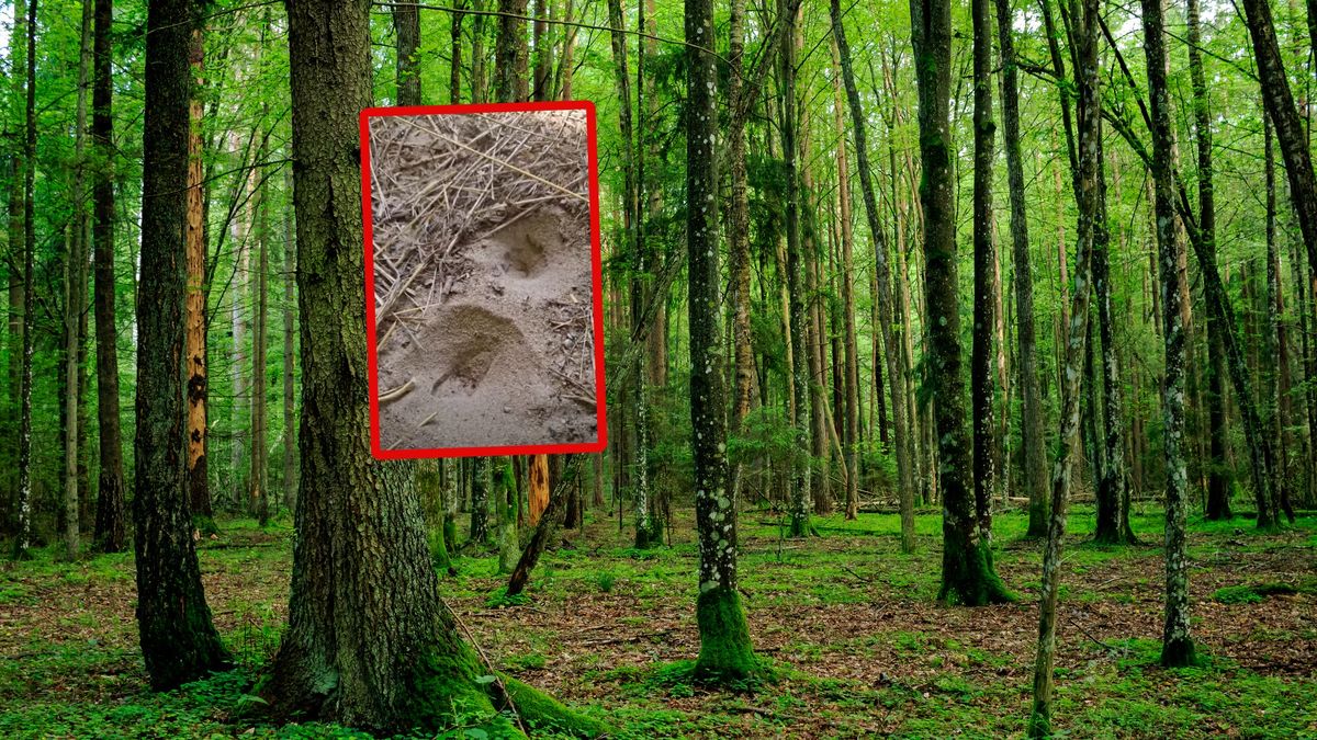 Niesie się nagranie Nadleśnictwa Ustrzyki Dolne.