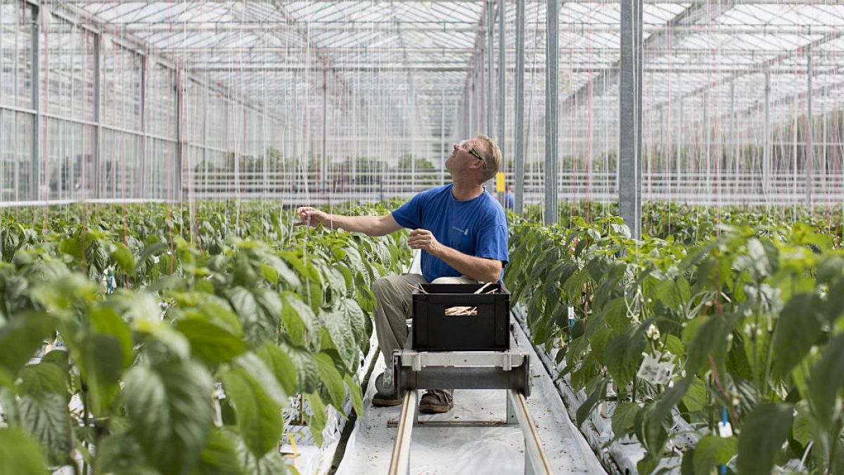 Ponad połowa pracowników tymczasowych to imigranci, wśród nich n