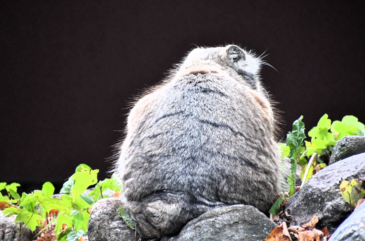 Murem za polskim manulem. Morawiecki: Sprawa jest poważna