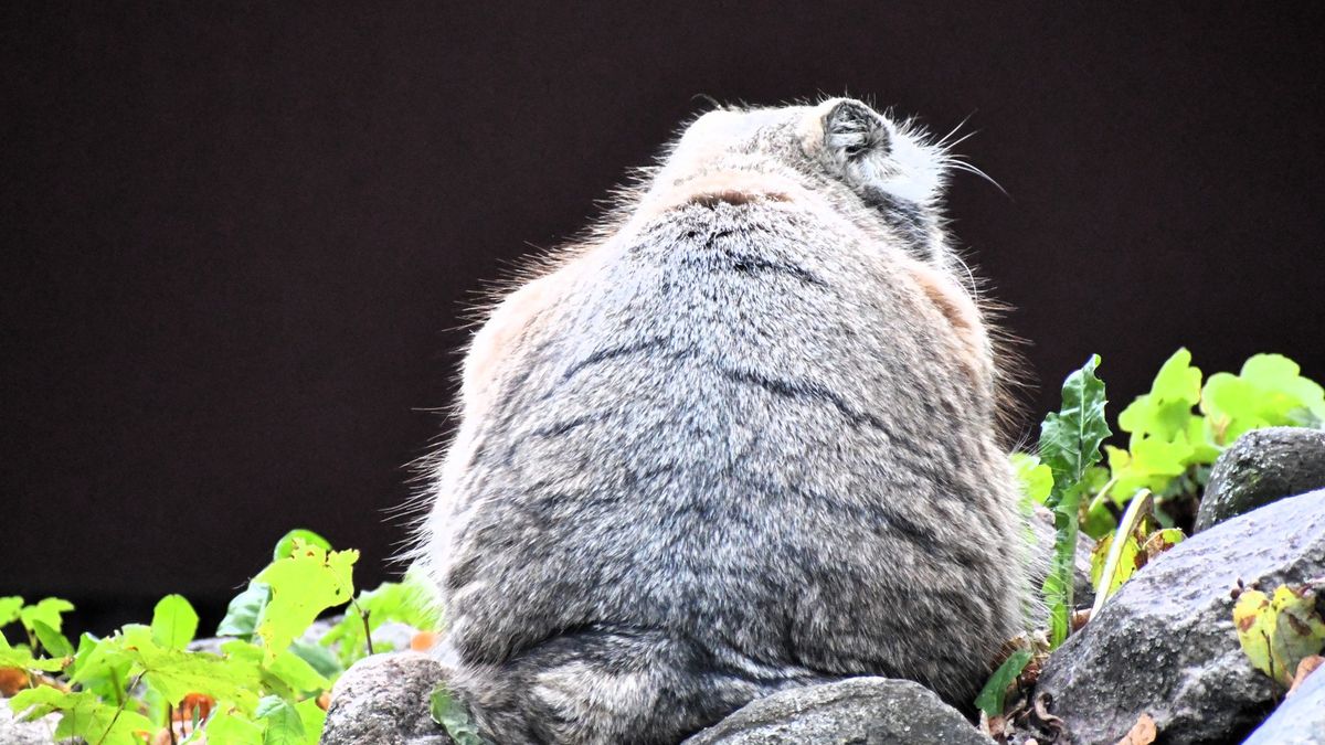 Mateusz Morawiecki stanął w obronie polskiego kota