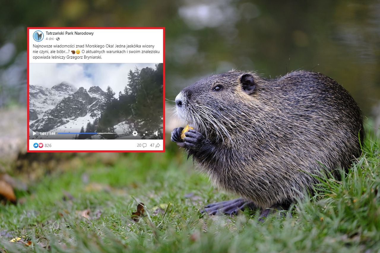 Bóbr w Tatrach przetrwał zimę. Niezwykły mieszkaniec zwiastuje wiosnę