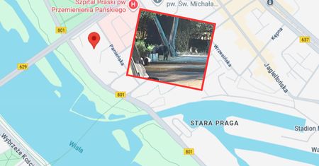 Groza na warszawskiej Pradze. Dziki stały pod jej blokiem. "Zamarłam"
