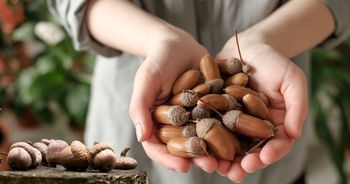 Czy żołędzie są jadalne? Dziki wiedzą, co dobre. A my?