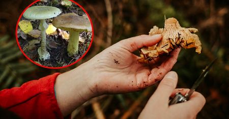Te pary grzybów Polacy mylą najczęściej. Eksperci alarmują