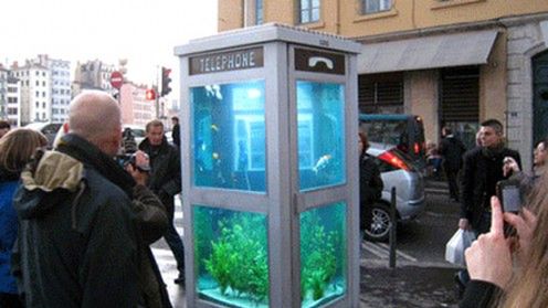 Akwarium z budki telefonicznej 1