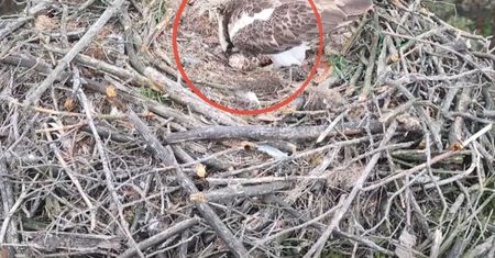 "Wielkie wydarzenie!" Pierwsze pisklę z najsłynniejszego polskiego gniazda