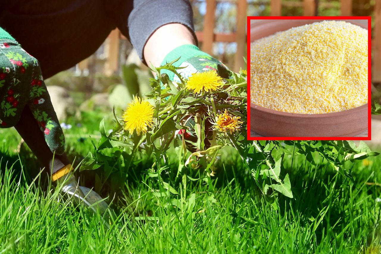 Naturalny środek na chwasty. Zadziała, jeśli rozsypiesz go już teraz