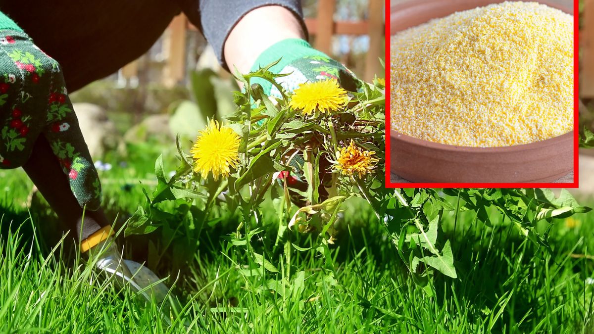 Jak zapobiegać chwastom na trawniku?