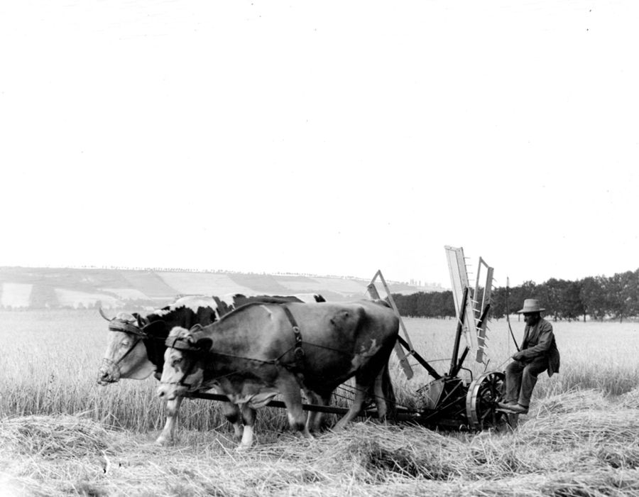 Ponad 100-letnie zdjęcia pokazują, jak wyglądało codzienne życie w Europie 21