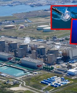 Sceny jak z filmu grozy. Meduzy sparaliżowały elektrownię jądrową we Francji