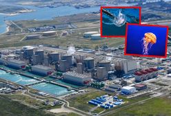 Sceny jak z filmu grozy. Meduzy sparaliżowały elektrownię jądrową we Francji