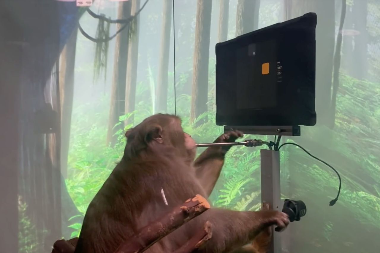 Neuralink Elona Muska pozwolił małpie grać umysłem w Ponga
